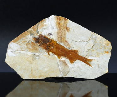 Genuine Lycoptera Fossil Fish Plate Collectible Jurassic Cretaceous Period Specimen: 9.5x5.5cm Weight: 28grams