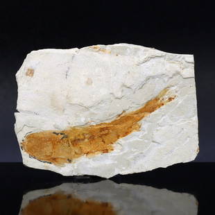 Genuine Lycoptera Fossil Fish Plate Collectible Jurassic Cretaceous Period Specimen: 7x5cm Weight: 27grams