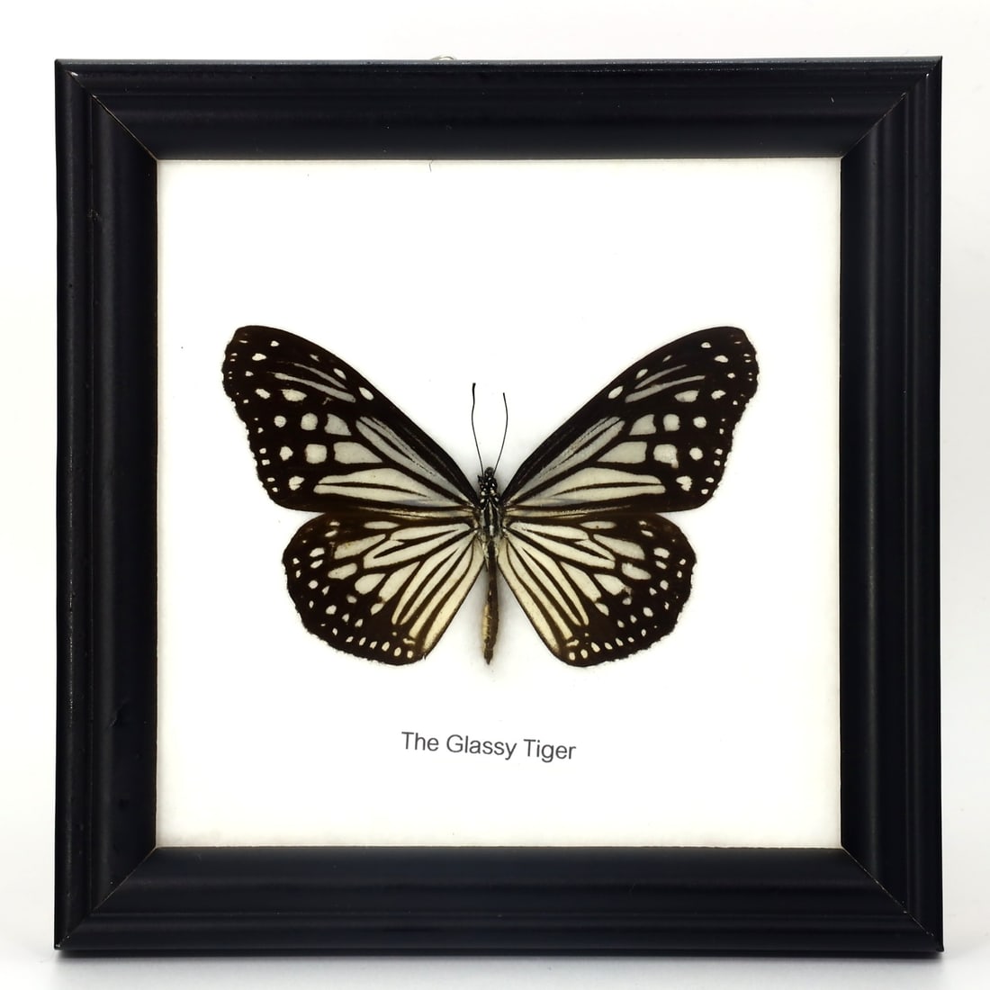 Preserved Taxidermy of The Glassy Tiger Butterfly Insect Bug Specimen: 12x12cm Weight: 102 grams
