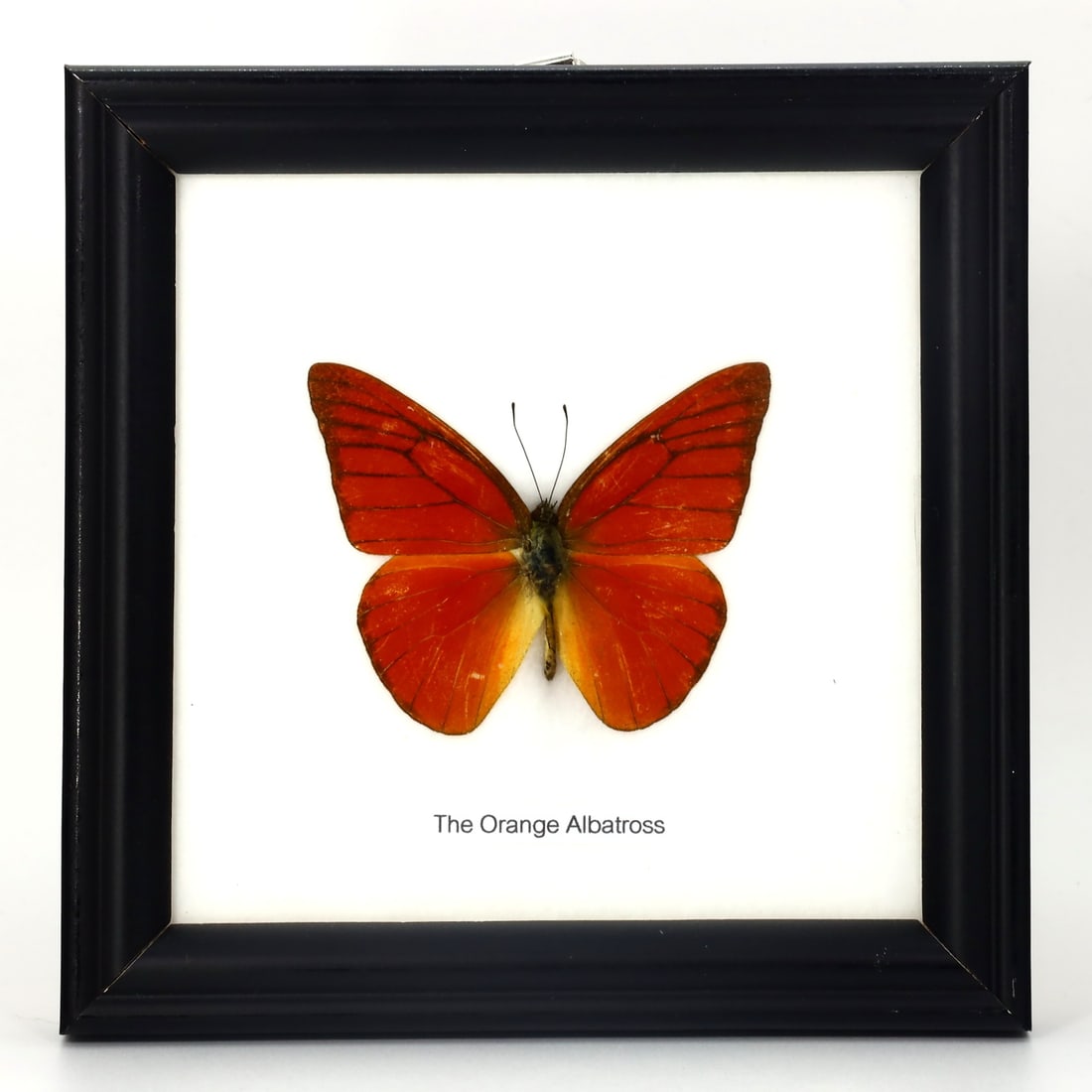 Preserved Taxidermy of The Orange Albatross Butterfly Insect Bug Specimen: 12x12cm Weight: 104 grams