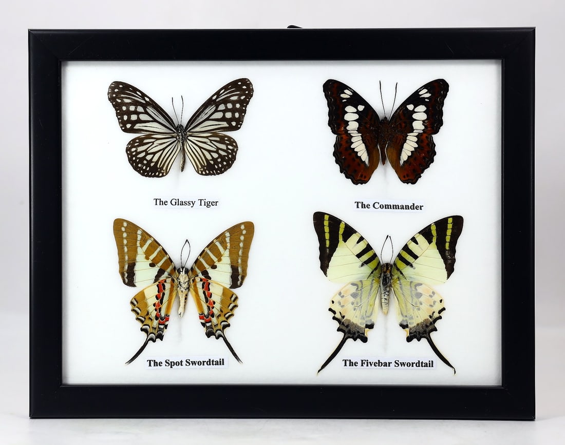 Preserved Taxidermy of Mixed Butterfly Insect Bug Specimen: 22x17cm Weight: 240 grams