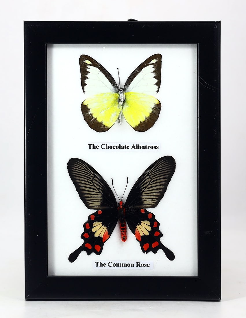 Preserved Taxidermy of The Chocolate Albatross & The Common Rose Butterfly Insect Bug Specimen: 17x12cm Weight: 135 grams