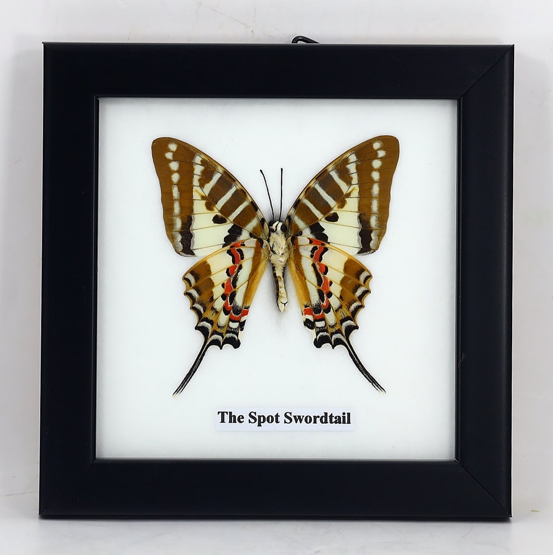 Preserved Taxidermy of The Spot Swordtail Butterfly Insect Bug Specimen (1 of 3)