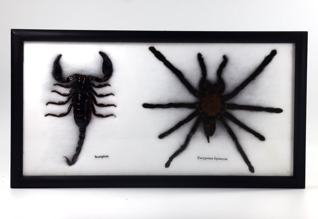 Preserved Taxidermy of Mixed Scorpion & Spider Specimen Framed (1 of 3)