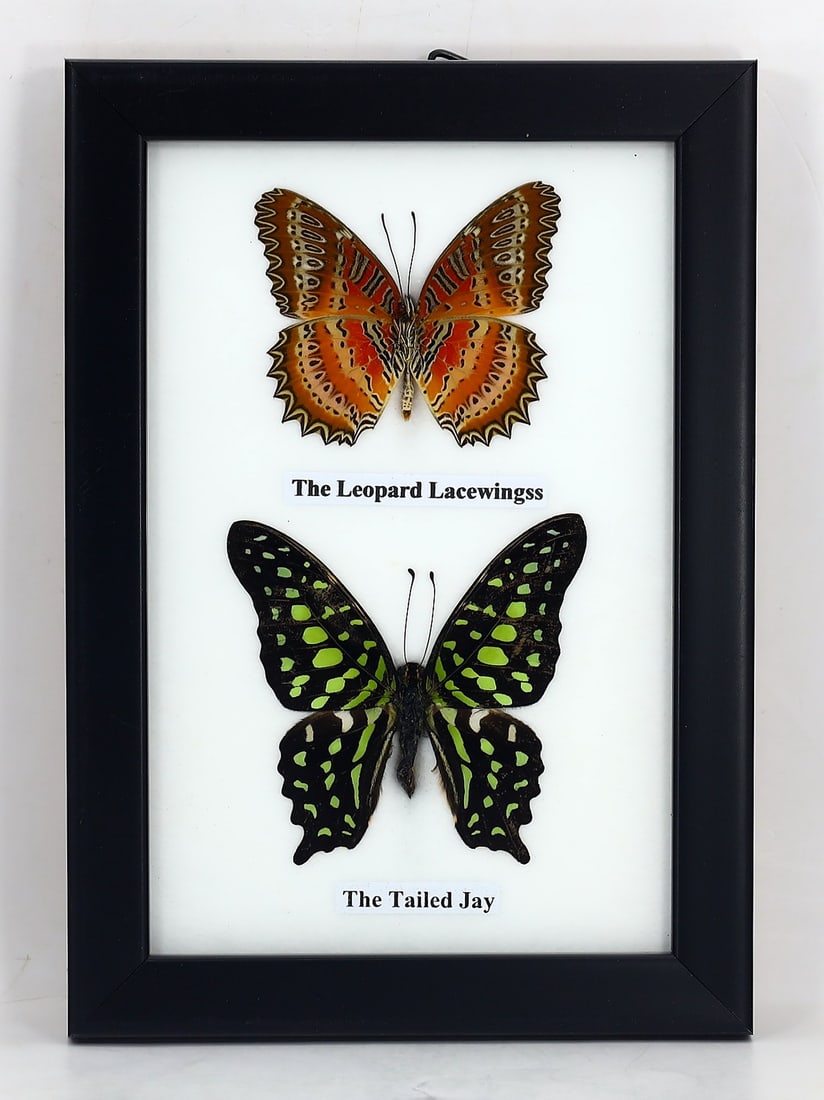 Preserved Taxidermy of The Leopard Lacewings & The Tailed Jay Butterfly Insect Bug Specimen (1 of 3)