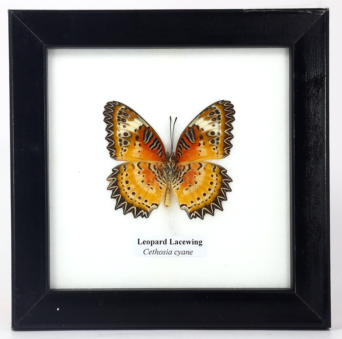 Preserved Taxidermy of Leopard Lacewing Butterfly Insect Bug Specimen (1 of 2)
