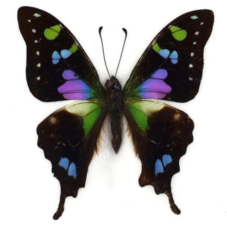 Preserved Taxidermy of Graphium Weiskei Butterfly Moth Insect Bug Specimen: 15x12cm Weight: 126 grams