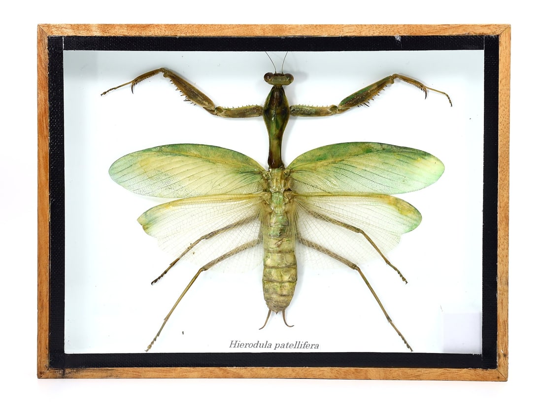 Preserved Taxidermy of Hierodula Patellifera Praying Mantis Insect Bug Specimen: 20x15cm Weight: 280 grams