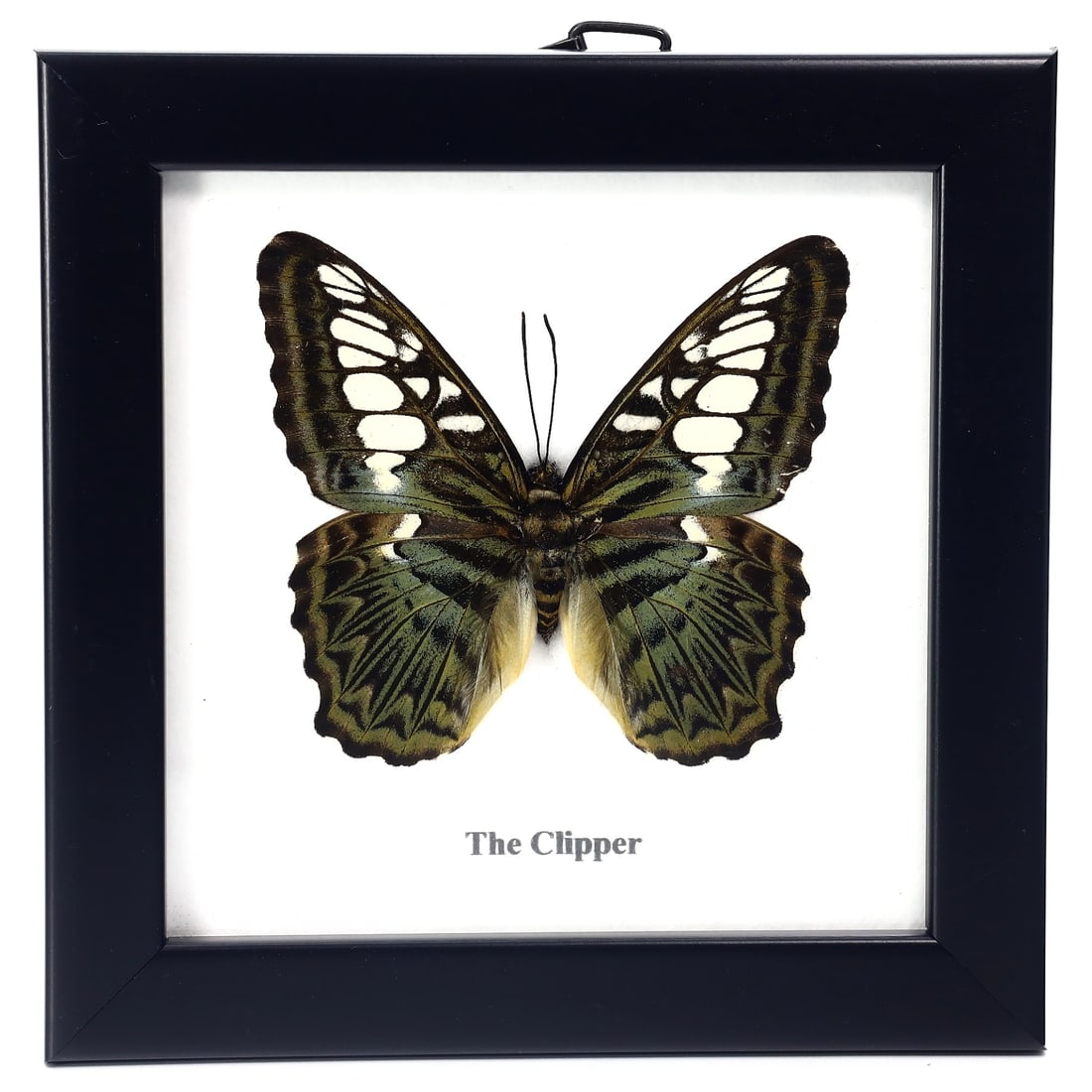 Preserved Taxidermy of Clipper Butterfly Moth Insect Bug Specimen: 12x12cm Weight: 90 grams