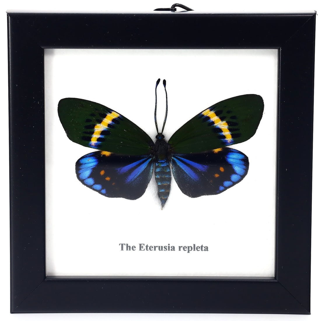 Preserved Taxidermy of Eterusia Repleta Butterfly Moth Insect Bug Specimen: 12x12cm Weight: 100 grams