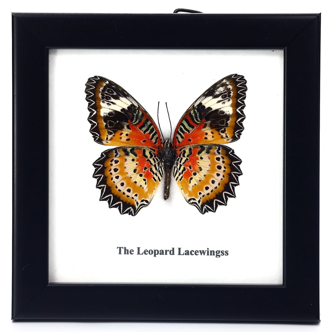 Preserved Taxidermy of Leopard Lacewingss Butterfly Moth Insect Bug Specimen (1 of 3)