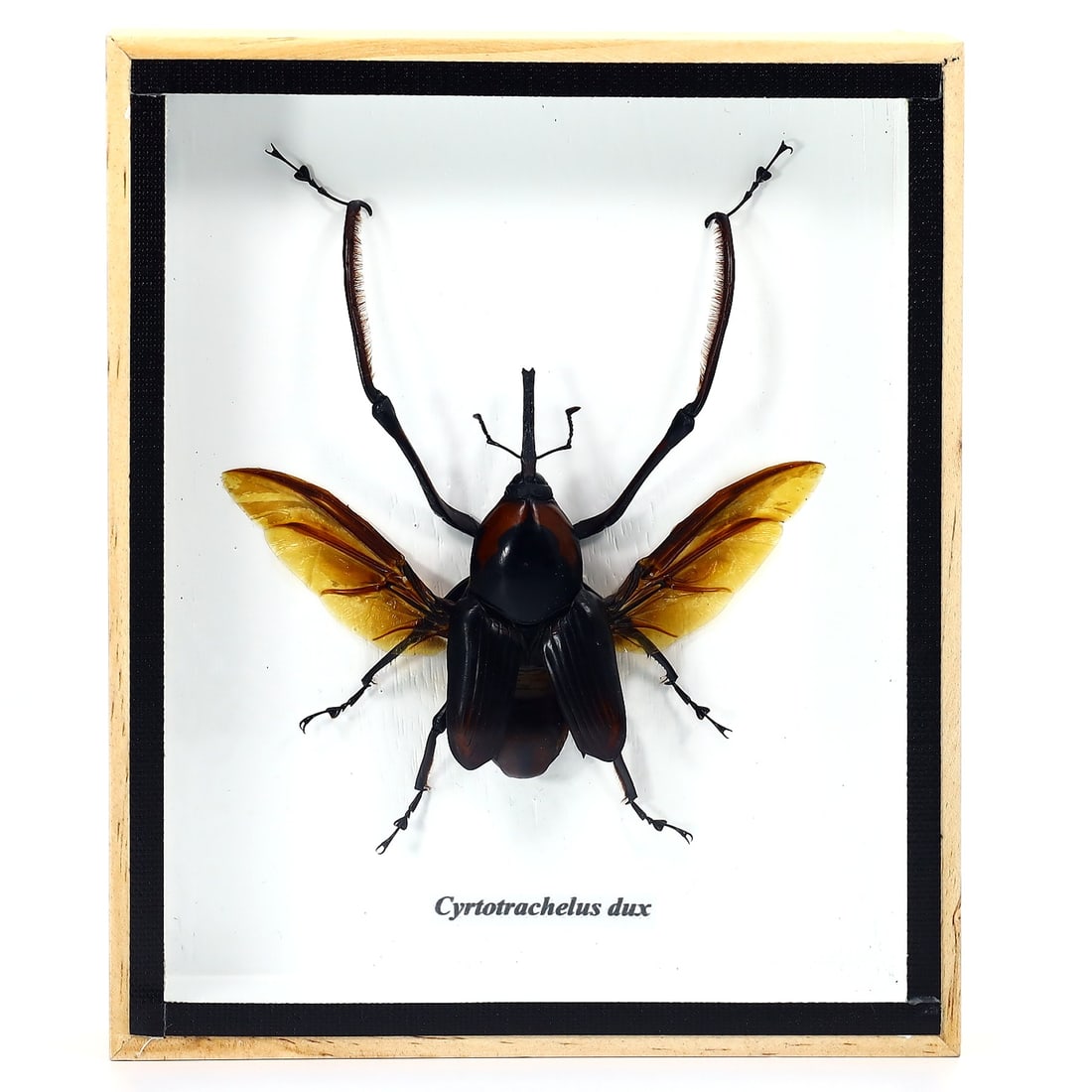 Preserved Taxidermy of Cyrtotrachelus Dux Beetle Insect Bug Specimen: 15x12cm Weight: 188 grams