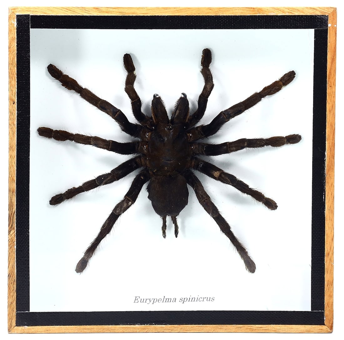 Preserved Taxidermy of Eurypelma Spinicrus Spider Insect Bug Specimen: 15x15cm Weight: 235 grams