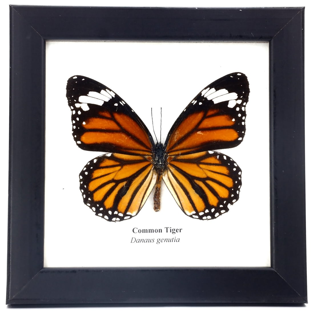Preserved Taxidermy of Common Tiger Butterfly Moth Insect Bug Specimen Framed (1 of 3)