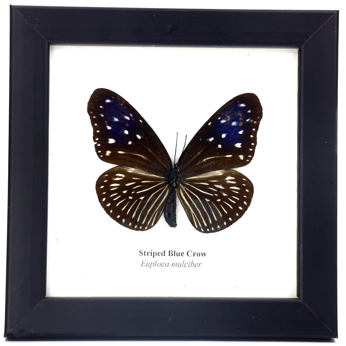Preserved Taxidermy of Striped Blue Crow Butterfly Moth Insect Bug Specimen Framed (1 of 3)