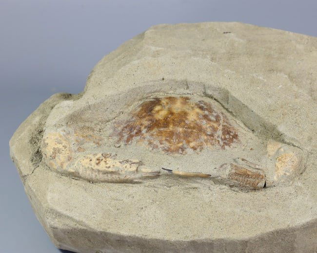 Rare Crab Fossil On Matrix Discover In Southeast Asian: 14x10cm Weight: 646 grams
