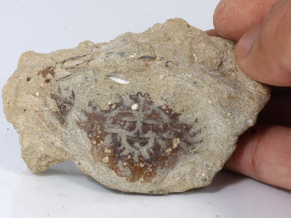 Rare Crab Fossil On Matrix Discover In Southeast Asian: 7.5x5cm Weight: 74 grams