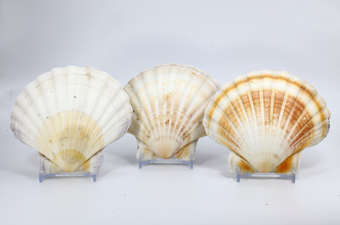 Collection of 3 Irish Vintage Large King Scallop Seashell (1 of 2)