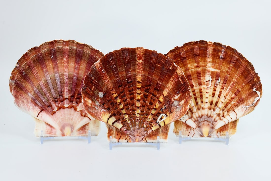 Collection of Three Big Flat Scallops Shells Seashells Beach Nautical Crafts (1 of 2)