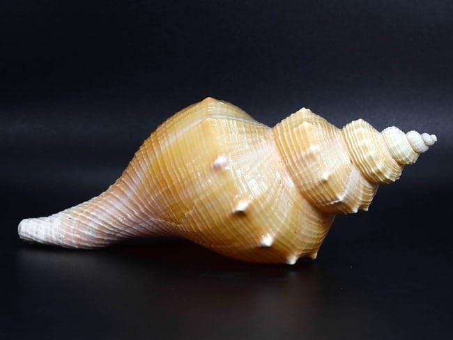 Huge 8" inches Conch Shell Sea Shell Collector Specimen Shell (1 of 3)