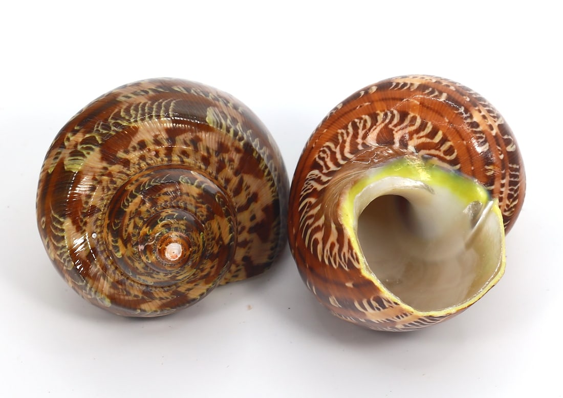 Collection of Two Tapestry Turbo Seashells - Turbo Petholatus (1 of 2)