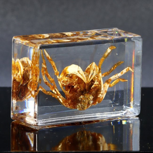 Crab Fossil in Resin Block Art Glass Paperweight Desk Decoration: 4.5x3cm Weight: 26grams