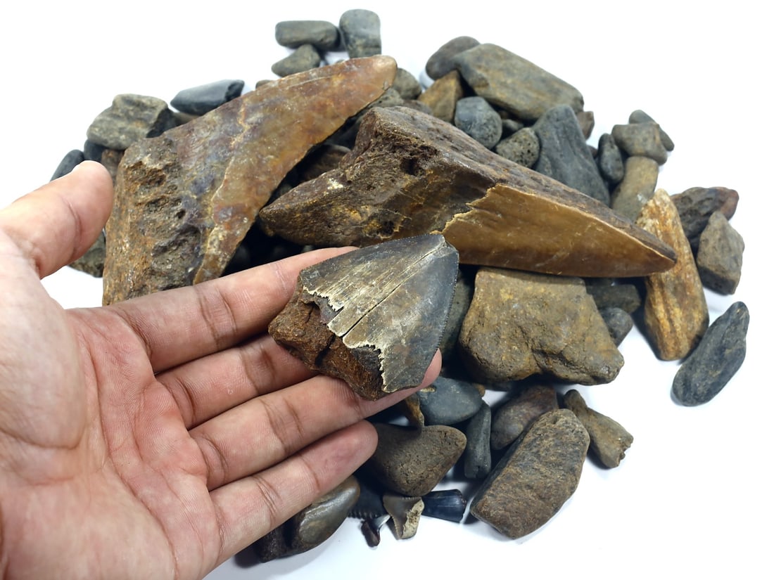 Collection of Megalodon Shark Teeth Fossil: 2-10cm Weight: 1000 grams