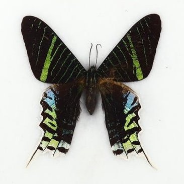 Preserved Taxidermy of Madagascar Butterfly Moth Insect Bug Specimen Frame: 20x17cm Weight: 232 grams