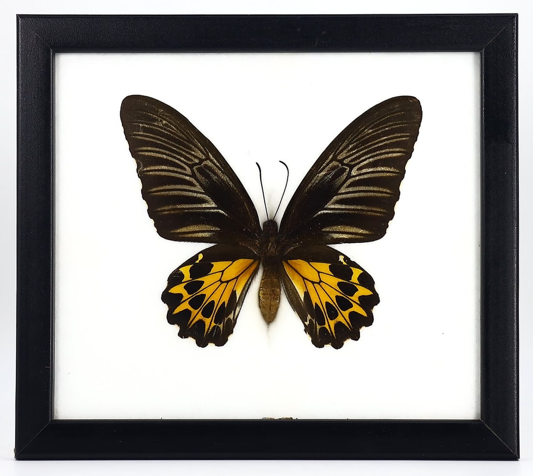 Preserved Taxidermy of Golden Birdwing Butterfly Moth Insect Bug Specimen Frame (1 of 2)