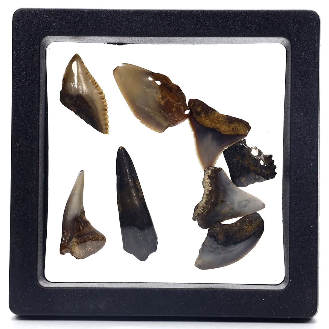Collection of Megalodon Shark Teeth Fossil: 7x7cm Weight: 32 grams