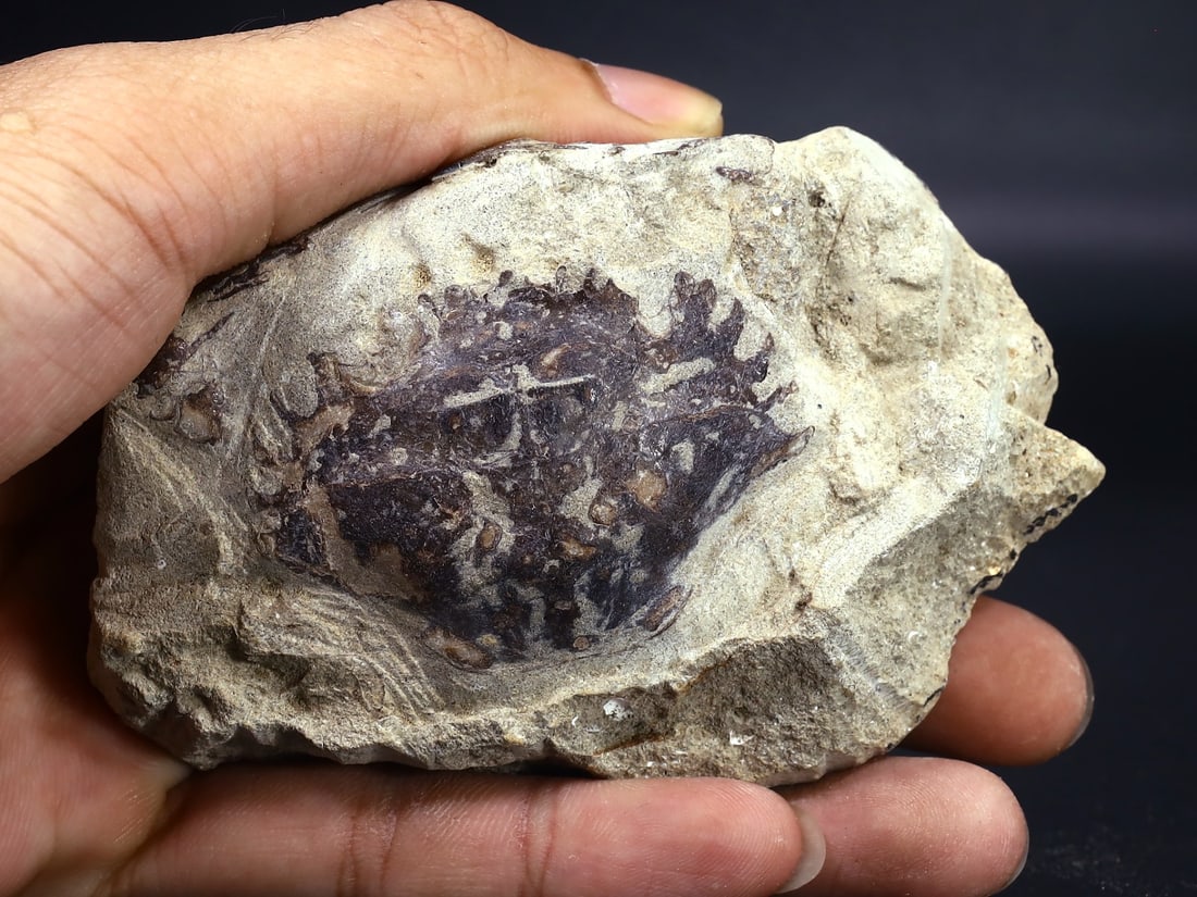 Rare Crab Fossil On Matrix Discover In Southeast Asian: 10x6cm Weight: 151 grams