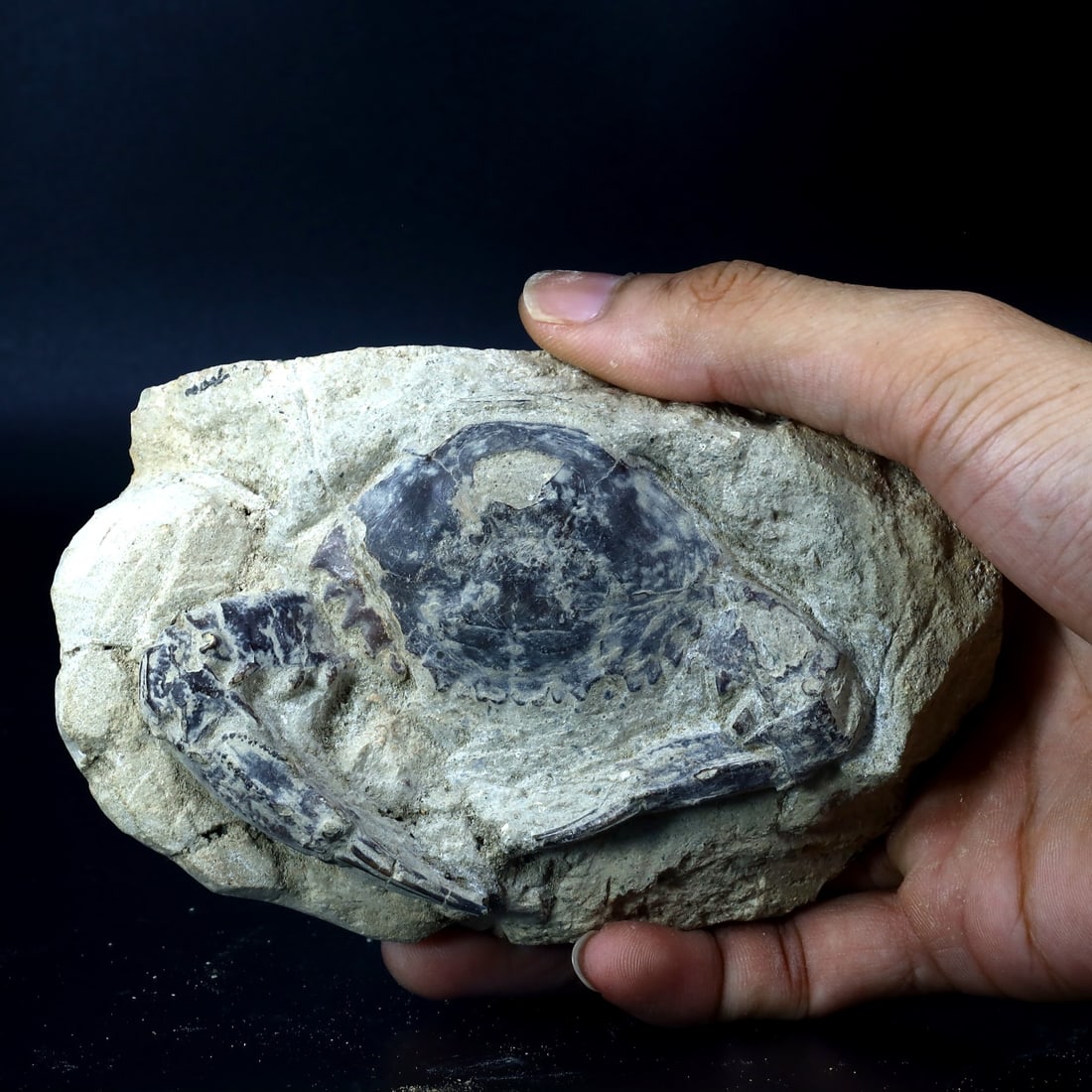 Rare Crab Fossil On Matrix Discover In Southeast Asian: 13.5x8.5cm Weight: 362 grams
