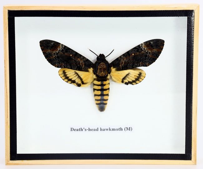 Preserved Taxidermy of Death's-head Hawkmoth Male Moth Butterfly Insect Bug Specimen: 15x12cm Weight: 186 grams