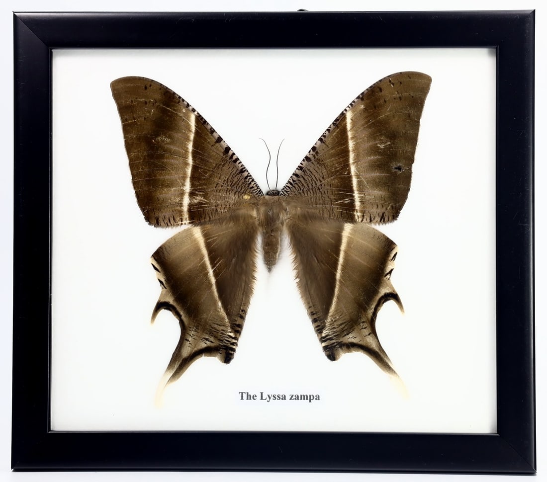 Preserved Taxidermy of The Lyssa Zampa Butterfly Insect Bug Specimen: 20x17cm Weight: 209 grams