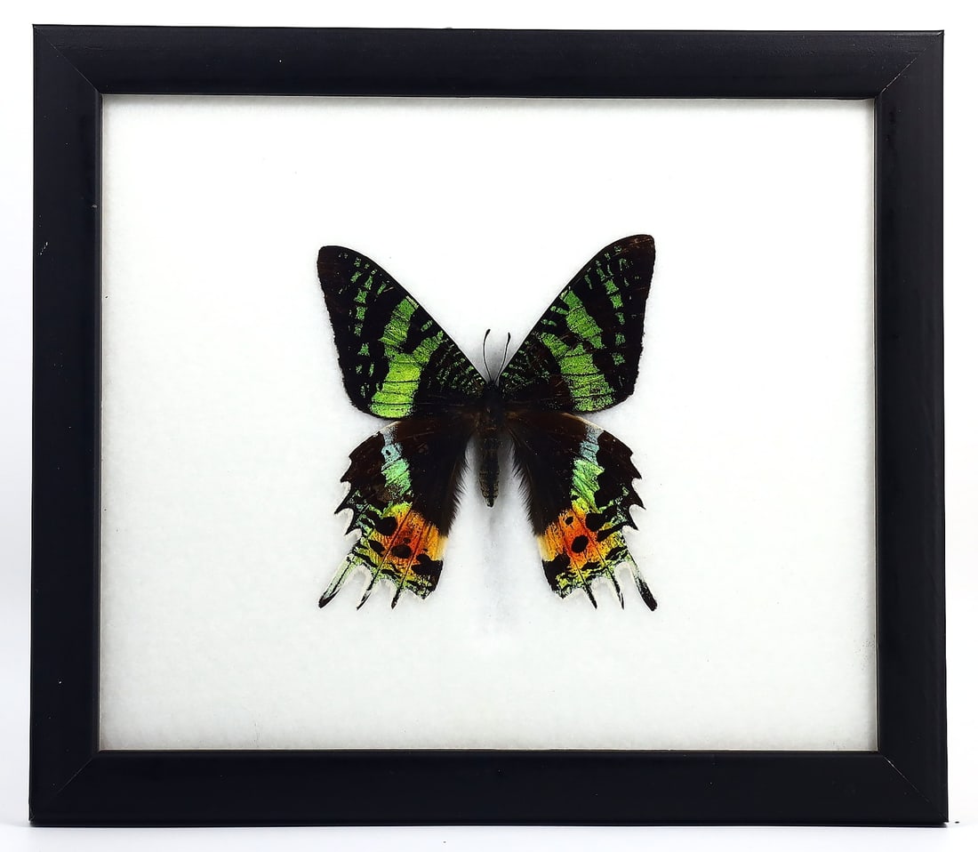 Preserved Taxidermy of Madagasca-Sun Set Moth Butterfly Insect Bug Frame Specimen: 20x17cm Weight: 216 grams
