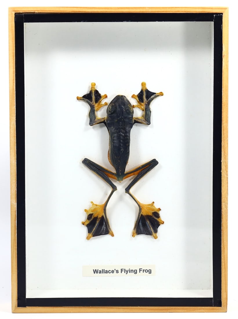 Preserved Taxidermy of Wallace's Flying Frog Reptile Frame Specimen: 18x13cm Weight: 217 grams