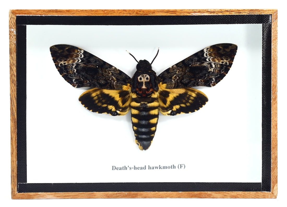 Preserved Taxidermy of Death's-head Hawkmoth Female Moth Butterfly Insect Bug Frame Specimen: 17x12cm Weight: 206 grams