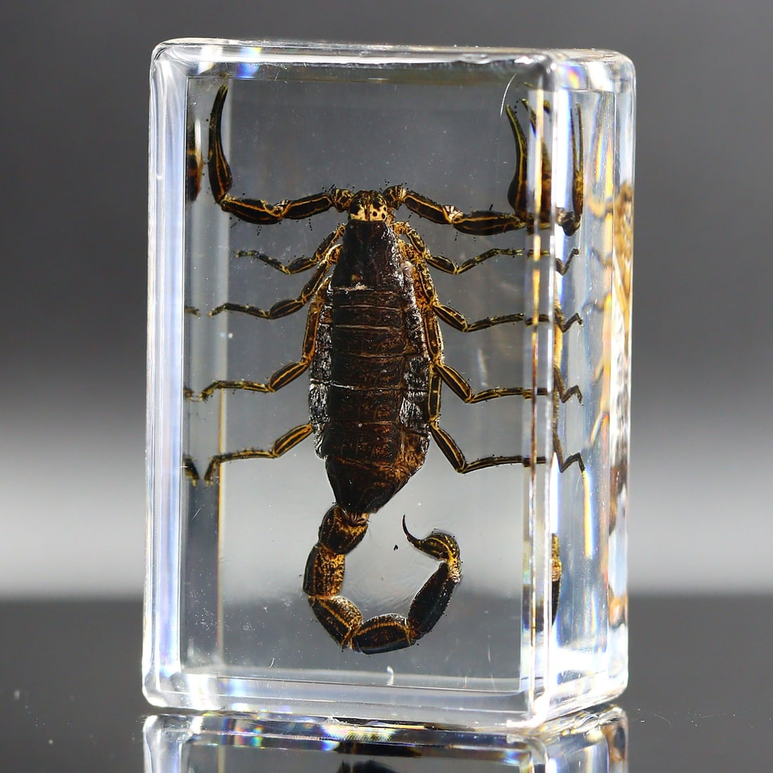 Scorpion Specimen in Resin Block Art Glass Paperweight Ornament (1 of 3)