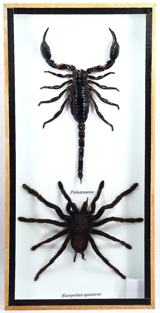 Preserved Taxidermy of Scorpion & Spider Insect Bug Frame Specimen: 30x15cm Weight: 442 grams