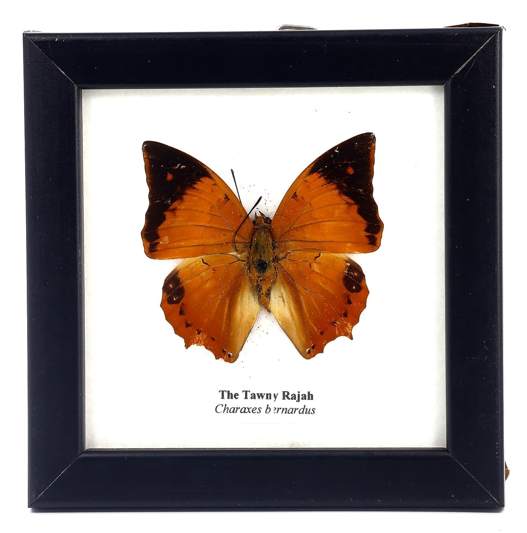 Preserved Taxidermy of The Tawny Rajah Butterfly Insect Bug Frame Specimen: 12x12cm Weight: 106 grams