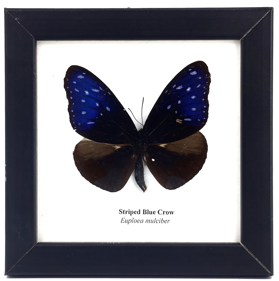 Preserved Taxidermy of Striped Blue Crow Butterfly Insect Bug Frame Specimen (1 of 2)