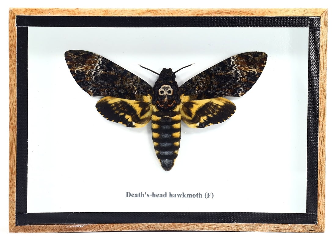 Preserved Taxidermy of Death's-head Hawkmoth Female Moth Butterfly Insect Bug Frame Specimen: 17x12cm Weight: 200 grams