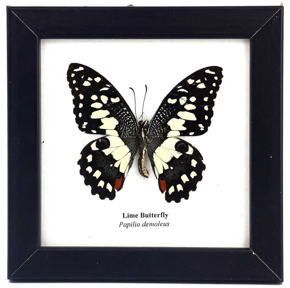 Preserved Taxidermy of Lime Butterfly Insect Bug Frame Specimen: 12x12cm Weight: 99 grams