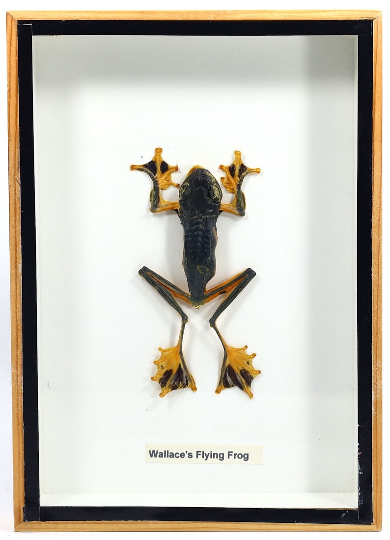 Preserved Taxidermy of Wallace's Flying Frog Reptile Frame Specimen: 18x13cm Weight: 216 grams
