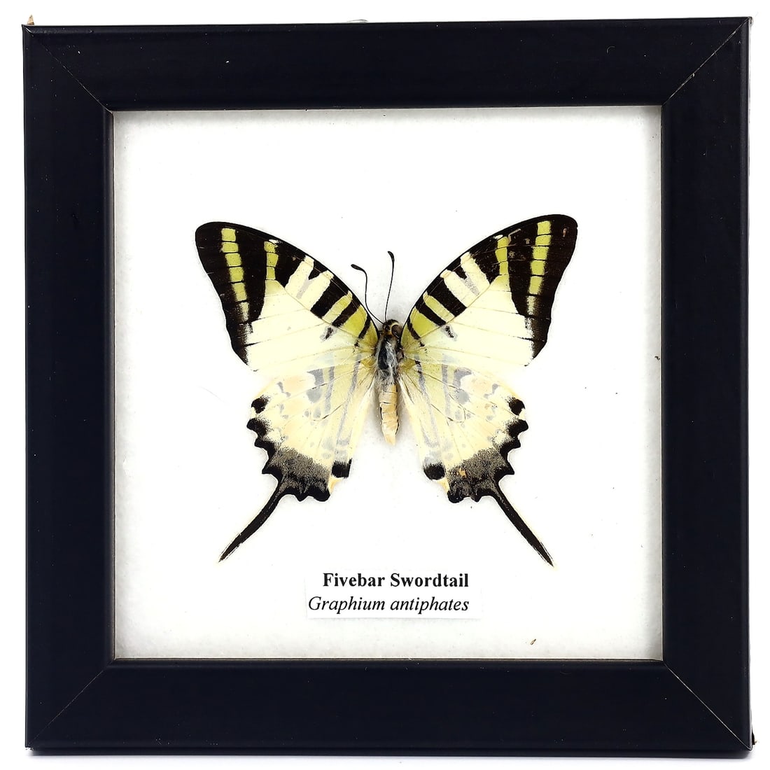 Preserved Taxidermy of Fivebar Swordtail Butterfly Insect Bug Frame Specimen (1 of 2)