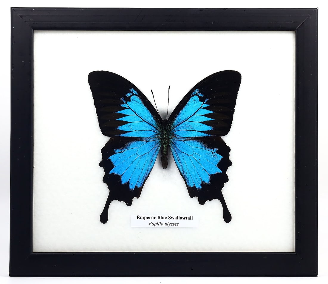 Preserved Taxidermy of Emperor Blue Swallowtail Butterfly Insect Bug Frame Specimen: 20x17cm Weight: 222 grams
