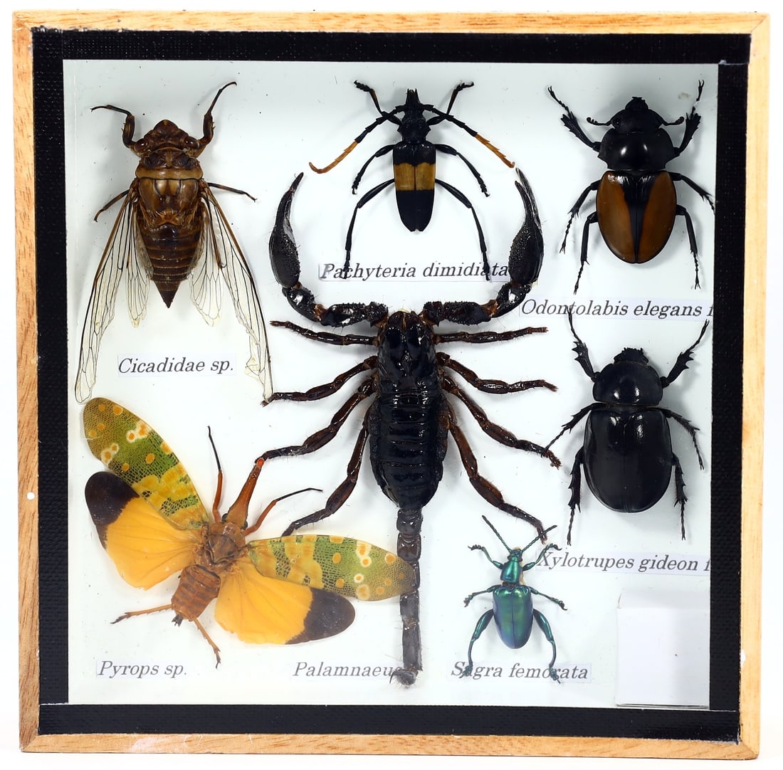 Preserved Taxidermy of Mixed Scorpion & Beetle Insect Bug Frame Specimen: 15x15cm Weight: 231 grams