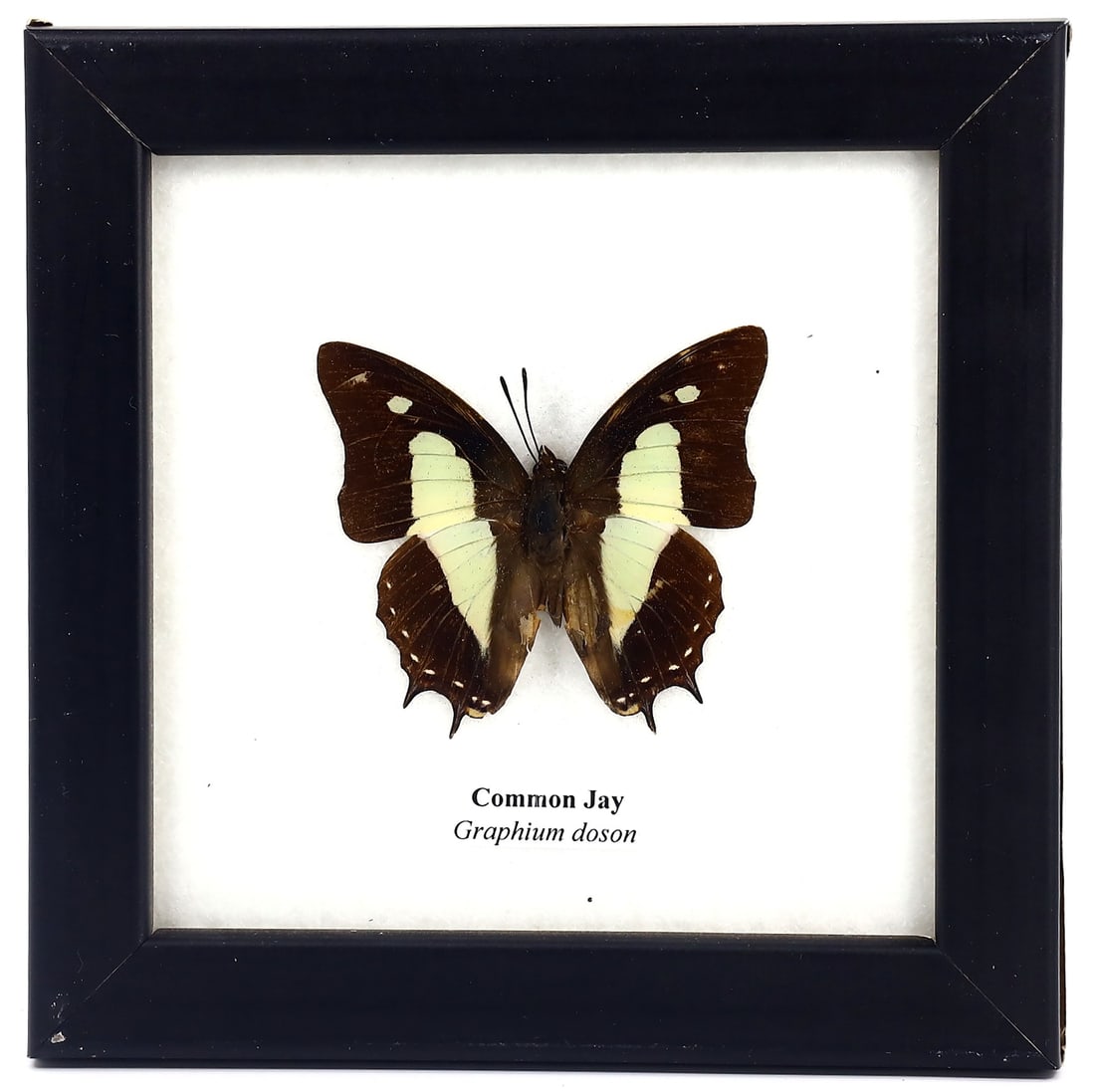 Preserved Taxidermy of Common Jay Butterfly Insect Bug Frame Specimen: 12x12cm Weight: 102 grams