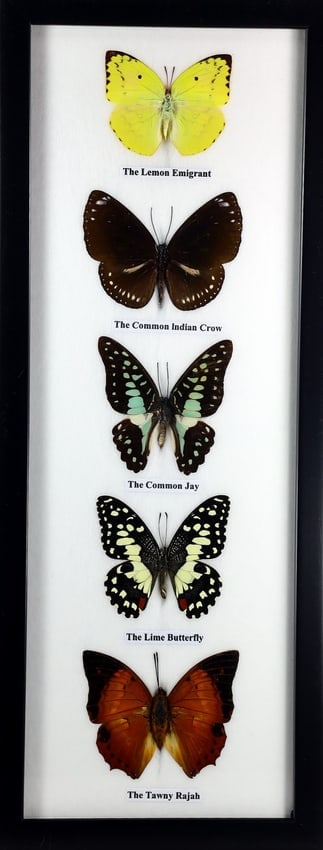 Preserved Taxidermy of Mixed Butterfly Insect Bug Specimen: 38x15cm Weight: 350 grams