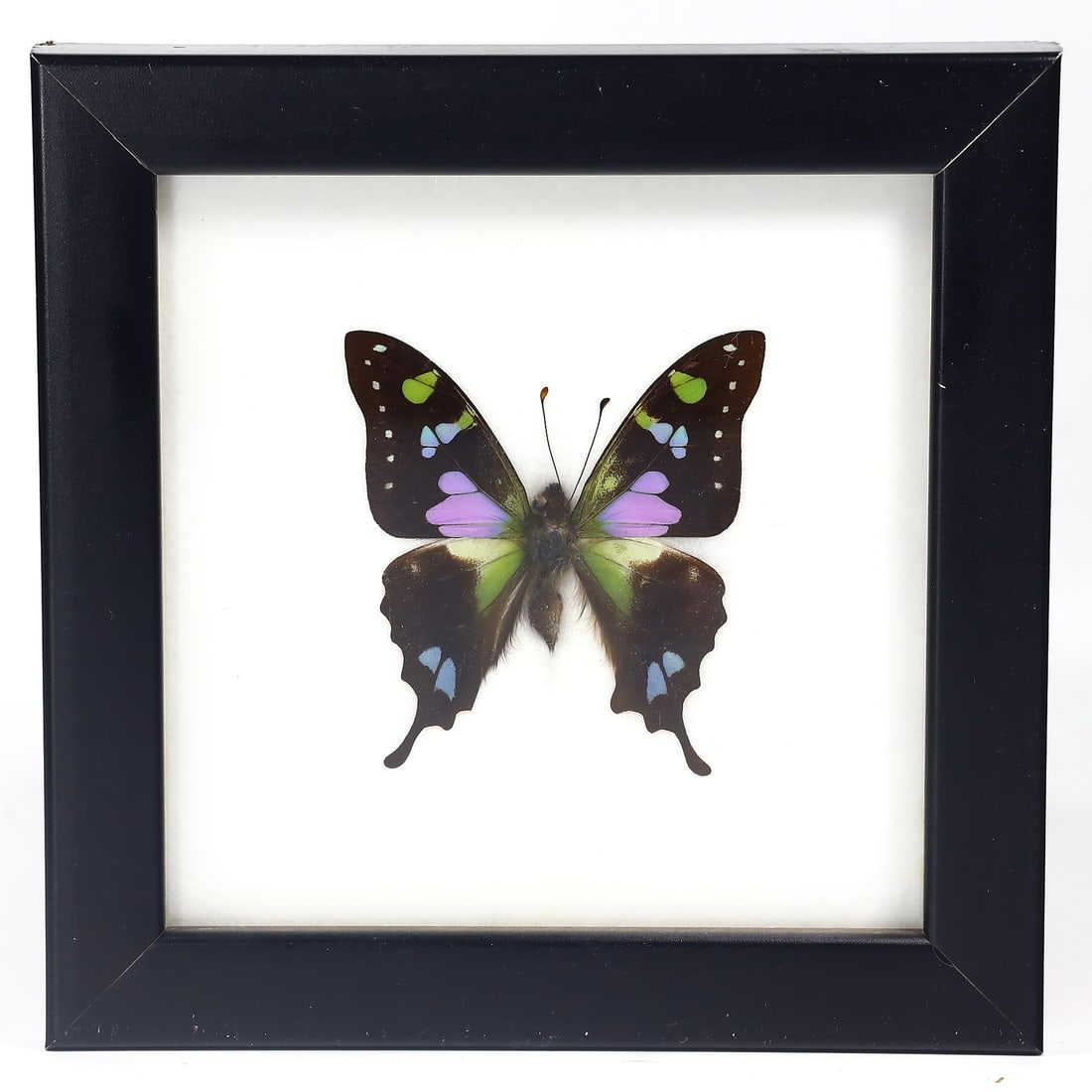 Frame of Weiskei Butterfly Insect Bug Specimen (1 of 3)